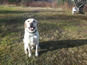 15042085_1501104629917718_3799611929663265663_o