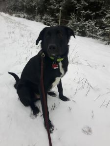 16174701_1585113708183476_3527455788446287684_n