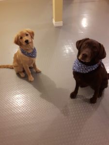 25353954_1975796972448479_5910039049269044614_n