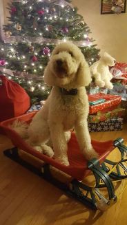 26114062_1985226821505494_607643618983415720_n