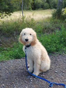 40575747_2314122921949214_938498200111677440_n